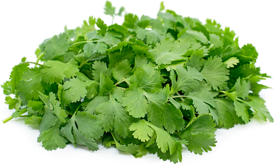 Fresh - Cilantro - 24Ct & 1Ct