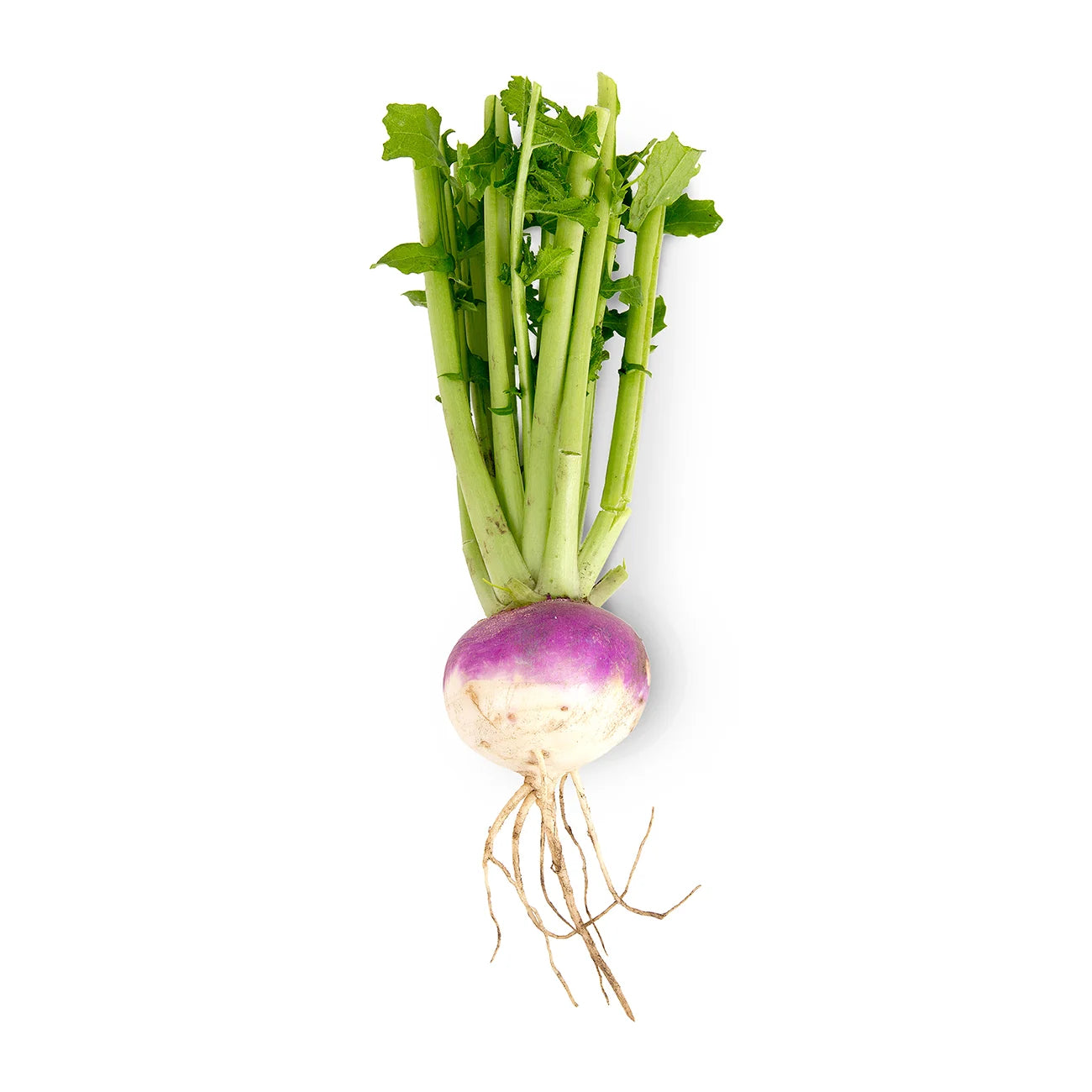 Fresh - Turnip