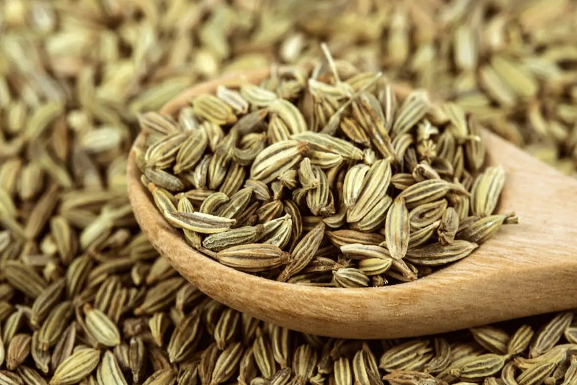 Nikita Fennel Seeds Green (Sonf) - 5 Lb