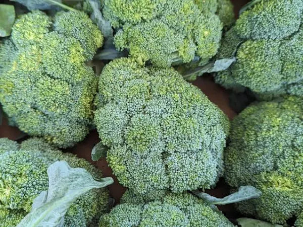 Fresh - Broccoli Crown