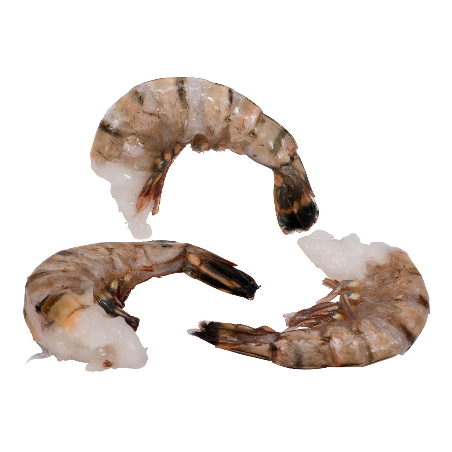 Shrimp - 8/12